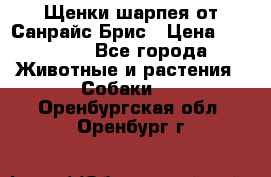Щенки шарпея от Санрайс Брис › Цена ­ 30 000 - Все города Животные и растения » Собаки   . Оренбургская обл.,Оренбург г.